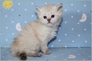 Female Siberian Kitten from Deedlebug Siberians